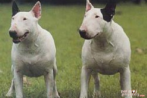 Bulterijer - English Bull terrier fci standard