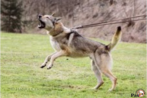 Čehoslovački vučji pas