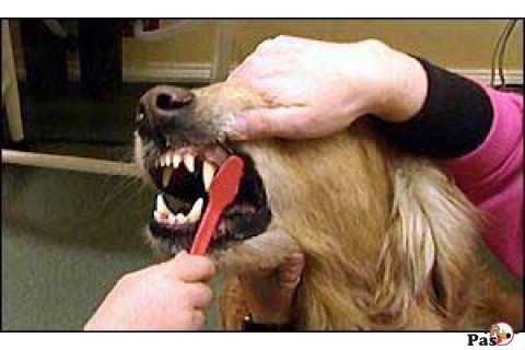 Da li psima treba prati zube