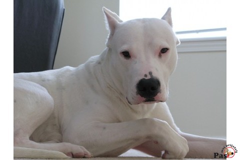 DOGO ARGENTINO - King of the pampas 1
