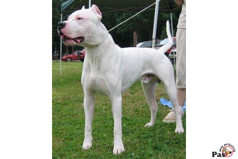 DOGO ARGENTINO - King of the pampas 2