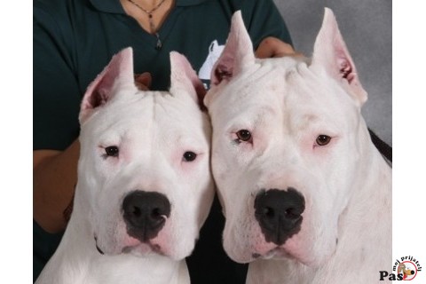 DOGO ARGENTINO - King of the pampas 3
