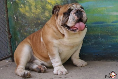 Engleski buldog