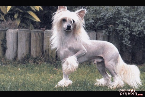 Kineski ćubasti (kukmasti) pas