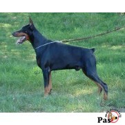 Doberman