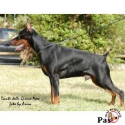 Doberman