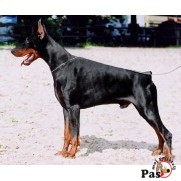 Doberman