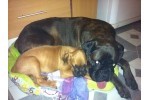 ARIA - Boxer