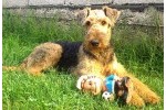 Gizmo - Erdel terijer