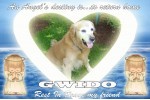 Gwido - Zlatni retriver