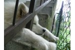 Maza - Samojed