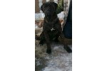 Cane Corso