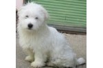 Coton de tulear - Tulearski pas