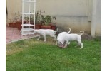 Dogo argentino