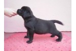 Labrador retriver