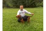 Srpski gonič (Balkanski gonič)