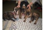 Boxer