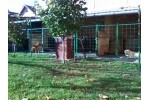 Labrador retriver
