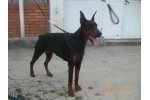 Doberman