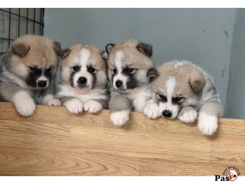 Akita Inu