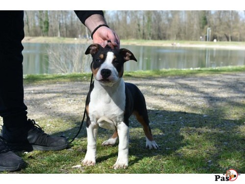 Američki stafordski terijer