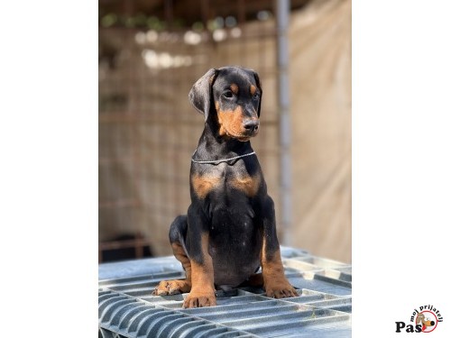 Doberman