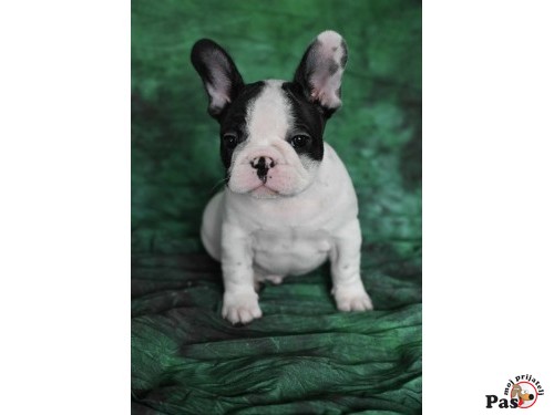 Francuski buldog