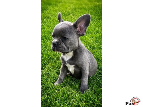 Francuski buldog