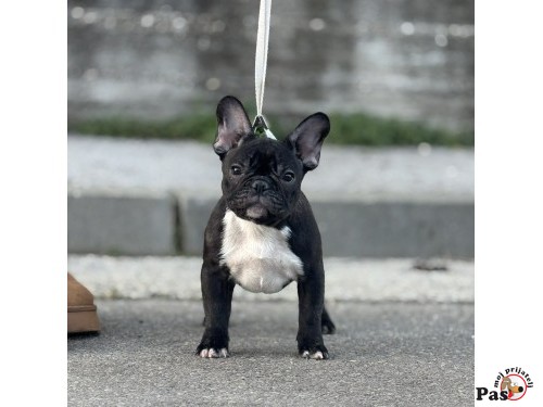 Francuski buldog