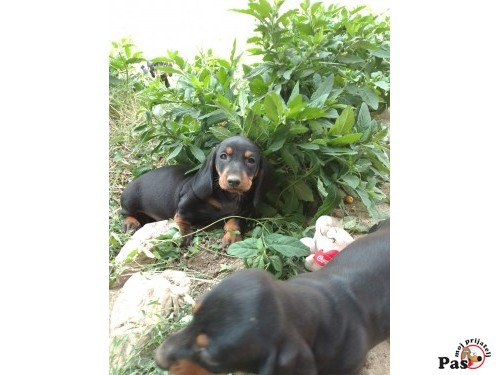 Jazavičar oštrodlaki - Dachshund
