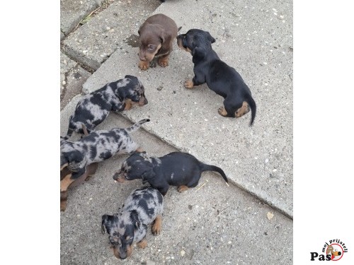 Jazavičar oštrodlaki - Dachshund