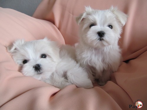 Malteški pas-Maltezer