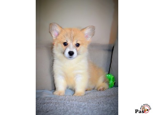 Velški korgi - Pembroke