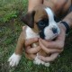 Boxer