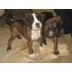 Boxer