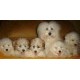 Coton de tulear - Tulearski pas