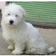 Coton de tulear - Tulearski pas
