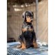 Doberman