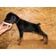 Doberman