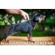 Doberman