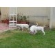 Dogo argentino