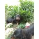 Jazavičar oštrodlaki - Dachshund