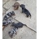 Jazavičar oštrodlaki - Dachshund