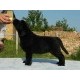 Labrador retriver
