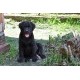 Labrador retriver