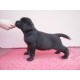 Labrador retriver
