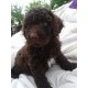 Lagotto romagnolo