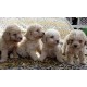 Lagotto romagnolo