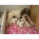Lagotto romagnolo
