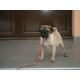 Mops